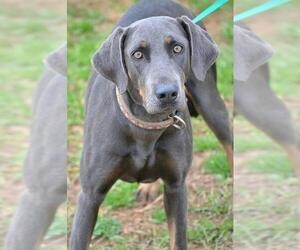 Doberman Pinscher Dogs for adoption in Tuscumbia, AL, USA