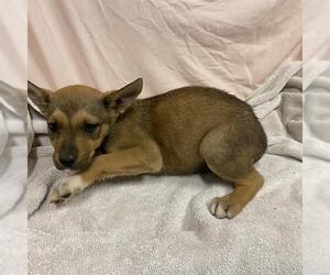 German Shepherd Dog-Unknown Mix Dogs for adoption in Modesto, CA, USA