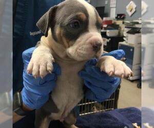 American Pit Bull Terrier Dogs for adoption in Riverside, CA, USA