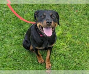Rottweiler Dogs for adoption in San Clemente, CA, USA