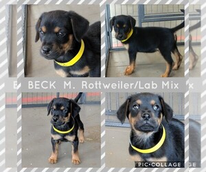 Labrottie Dogs for adoption in Mesa, AZ, USA