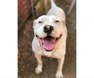Dogo Argentino Dogs for adoption in Austin, TX, USA