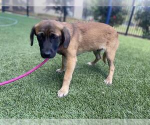 Black Mouth Cur-Labrador Retriever Mix Dogs for adoption in Baytown, TX, USA