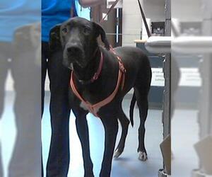 Great Dane Dogs for adoption in Fayetteville, NC, USA