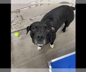 Staffordshire Bull Terrier Dogs for adoption in Easton, MD, USA