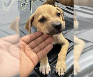 American Pit Bull Terrier Dogs for adoption in Bakersfield, CA, USA