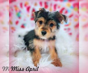 Mutt Dogs for adoption in Tustin, CA, USA