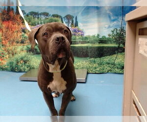 Mutt Dogs for adoption in Moreno Valley, CA, USA