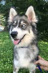 Siberian Husky Dogs for adoption in Greenbelt, MD, USA