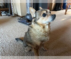 Chiranian Dogs for adoption in Minneapolis, MN, USA