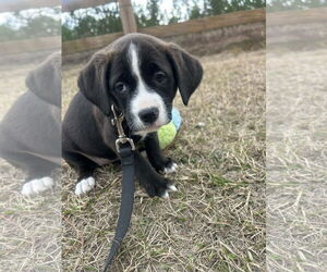 Mutt Dogs for adoption in Tarrytown, GA, USA