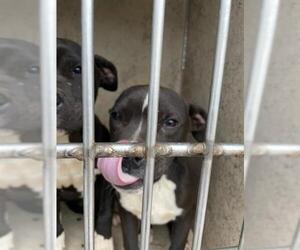 American Pit Bull Terrier-Unknown Mix Dogs for adoption in Oklahoma City, OK, USA