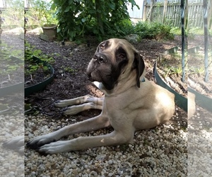 Medium Photo #1 Mastiff Puppy For Sale in Chambersburg, PA, USA