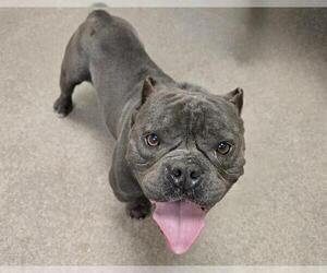 American Pit Bull Terrier-Bulldog Mix Dogs for adoption in HESPERIA, CA, USA