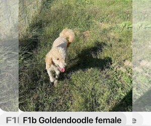 Golden Retriever Dogs for adoption in Scottsboro, AL, USA