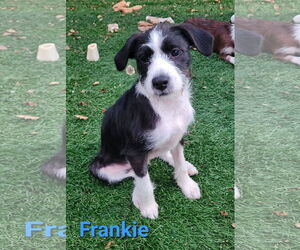 American Pit Bull Terrier-Shih Tzu Mix Dogs for adoption in Des Moines, IA, USA