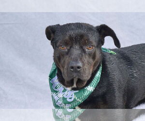 Staffordshire Bull Terrier Dogs for adoption in Pasadena, CA, USA