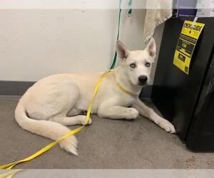 Siberian Husky Dogs for adoption in Berkeley , CA, USA