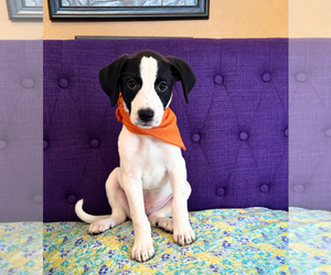 Labrador Retriever-Unknown Mix Dogs for adoption in Rockaway, NJ, USA