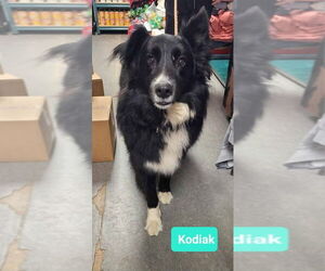 Border Collie Dogs for adoption in Richmond, IN, USA