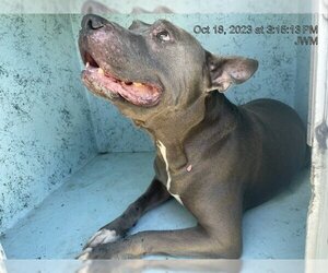 Staffordshire Bull Terrier Dogs for adoption in Ocala, FL, USA