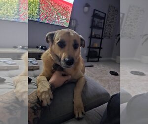 Catahoula Leopard Dog-German Shepherd Dog Mix Dogs for adoption in Chandler, AZ, USA