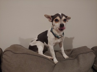 Jack-Rat Terrier Dogs for adoption in Charlotte, NC, USA