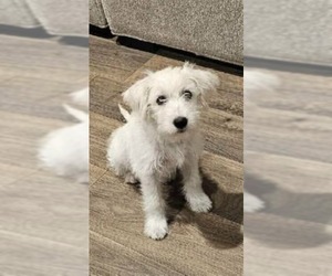 Mutt Dogs for adoption in Princeton, MN, USA