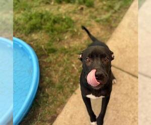 American Pit Bull Terrier-Unknown Mix Dogs for adoption in Tulsa, OK, USA