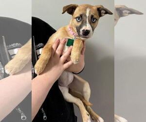 Basenji-Unknown Mix Dogs for adoption in Clarkston, MI, USA