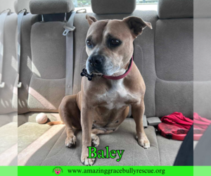 American Bulldog-Unknown Mix Dogs for adoption in Pensacola, FL, USA