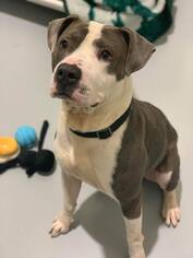 American Pit Bull Terrier-Unknown Mix Dogs for adoption in Howell, MI, USA