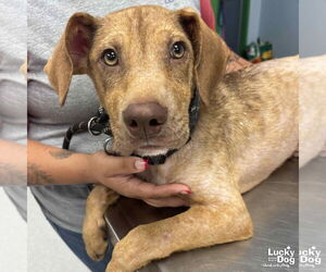 Labrador Retriever-Retriever Mix Dogs for adoption in Washington, DC, USA