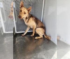 German Shepherd Dog Dogs for adoption in Bakersfield, CA, USA