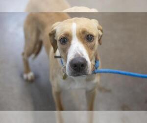 Labrador Retriever-Unknown Mix Dogs for adoption in Mountain Home, AR, USA