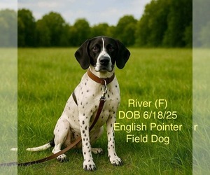 Pointer-Unknown Mix Dogs for adoption in pomfret, CT, USA