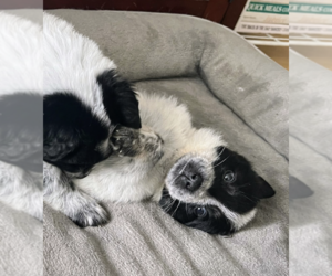 Australian Shepherd-Unknown Mix Dogs for adoption in Brooklyn, NY, USA