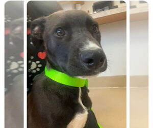 American Pit Bull Terrier Dogs for adoption in Decatur, IL, USA