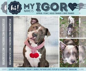 American Pit Bull Terrier-Unknown Mix Dogs for adoption in New Port Richey, FL, USA