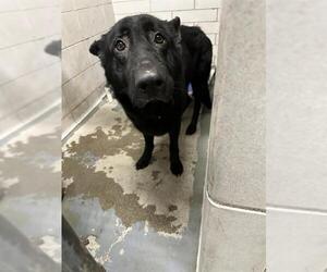 German Shepherd Dog Dogs for adoption in Stockton, CA, USA