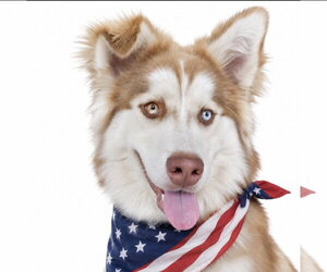 Siberian Husky Dogs for adoption in Mt. Laurel, NJ, USA