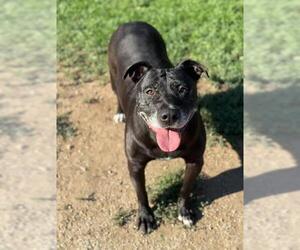 American Pit Bull Terrier-Unknown Mix Dogs for adoption in Riverside, CA, USA