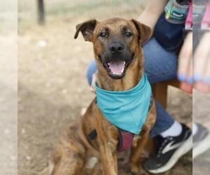 American Staffordshire Terrier-Unknown Mix Dogs for adoption in San Antonio, TX, USA