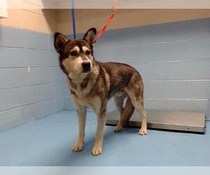 Alaskan Malamute-Unknown Mix Dogs for adoption in Moreno Valley, CA, USA