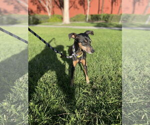 Miniature Pinscher Dogs for adoption in Victorville, CA, USA
