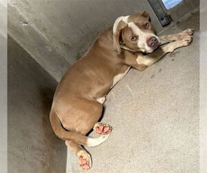 American Pit Bull Terrier Dogs for adoption in San Bernardino, CA, USA