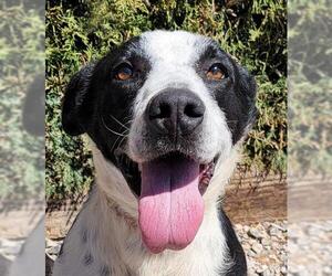 Borador Dogs for adoption in Albuquerque, NM, USA