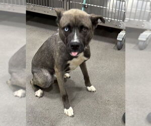 Siberian Husky Dogs for adoption in Forestville, MD, USA