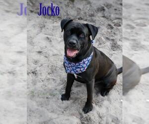 Labrottie Dogs for adoption in Sanford, FL, USA