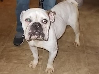 Bulldog Dogs for adoption in Lemoore, CA, USA